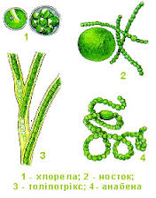 зелені водорості